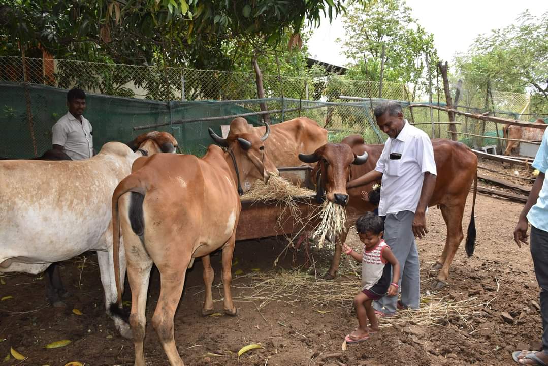 Teacher Bharatbhai Patel getting mangoes in 10 bighas of land by doing cow based natural farming